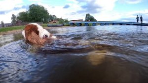Кавалер Кинг Чарльз спаниель Армани купается в оз. Селигер