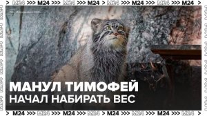 Манул Тимофей из Московского зоопарка начал набирать вес к зиме - Москва 24