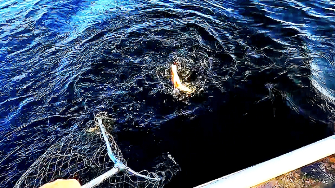 Ого окуняра!