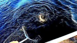 Ого окуняра!