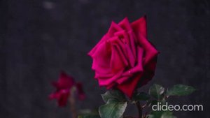 Аромат твоих роз.