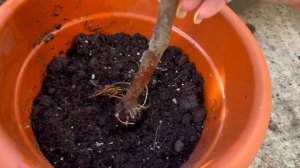 Заказывала семена, а пришел саженец.