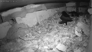 Немного из жизни стрижей - A little from the life of swifts