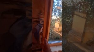 1000034350.mp4 (Собака наблюдает за устройством откосов у оконных проёмов в м/комнате дома А-фрейм)