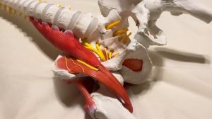 Боль и напряжение в пояснице, в области крестца и таза, тазобедренном суставе… частые причины.