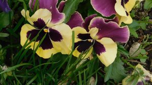 03=05=2025 ник     (22).  ЦВЕТ