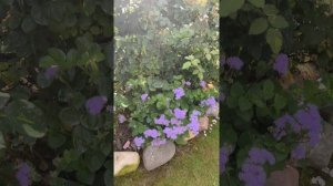 Сад в начале сентября