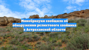 Минобрнауки сообщило об обнаружении реликтового хвойника в Астраханской области