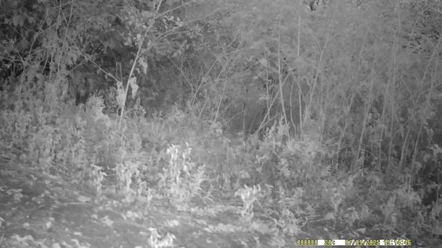 Что скрывает темнота леса. смотреть онлайн