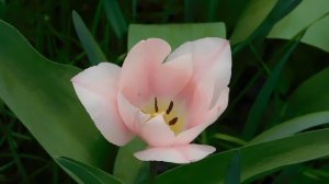 01=04=2025  ник   (95).   ЦВЕТ