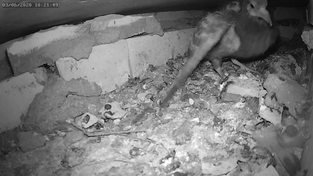 Голубь бросил 3 яйца - The pigeon threw 3 eggs смотреть онлайн