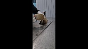 Филетировочная машина ФМ-60