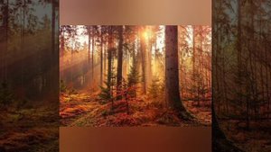 КРАСИВЫЙ ОСЕННИЙ ЛЕС / 🌲 МЕЛОДИЯ ЛЕСА