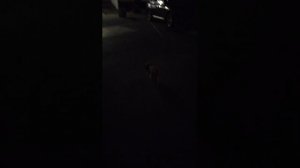 Мы идём гулять с собакой! | 12-сен-2025