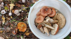 Я вернулась и приглашаю вас в лес. 12.09.25