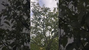 Вот и осень пришла...