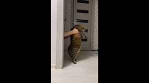 Танцующий кот