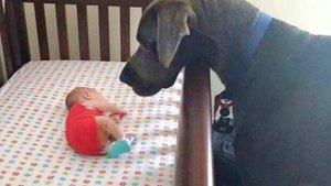 🐶Собака не могла дождаться первой встречи со своей младшей сестрой🐶