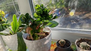 уютная и счастливая пятница в деревне