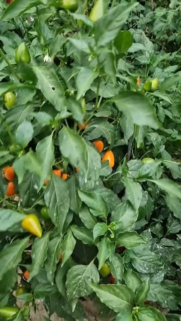 3 сентября 2025 г. смотреть онлайн