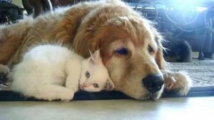 ПРИКОЛЫ С ЖИВОТНЫМИ ДО СЛЕЗ #194 Смешные КОТЫ И СОБАКИ  Приколы
