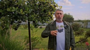 Купить Аронию ,Чем полезна арония?Черноплодная рябина 🌿