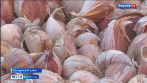 «Тихая пристань» под Костромой готовится к посадке озимой «Любаши»