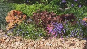 Лобельки. Август 2025