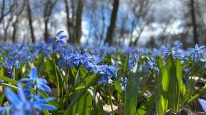 Медитативная музыка для релаксации | Пролески цветут синим ковром