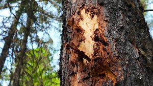 Удар по кедру: как варварский сбор шишки угрожает «Зелёному золоту Югры»