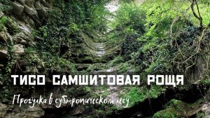 Тисо-самшитовая роща 20.04.2025