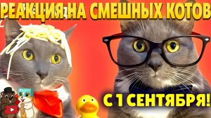 РЕАКЦИЯ НА ЕСЛИ БЫ КОТИКИ ХОДИЛИ В ШКОЛУ - 1 СЕНТЯБРЯ!