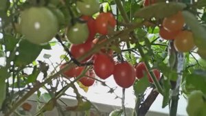 МОИ ТОМАТЫ–ЧЕРРИ_ВЫРАЩИВАЮ НА БАЛКОНЕ