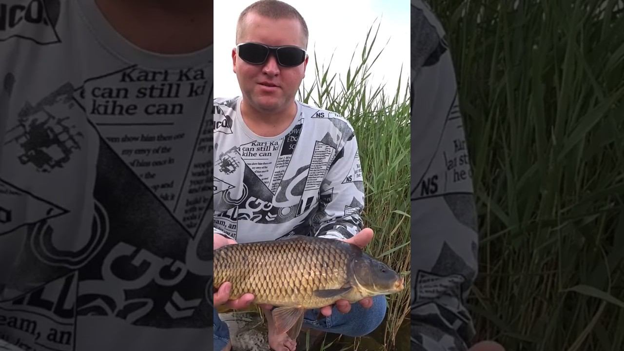 Сазан на поплавочную удочку #рыбалка #поймалотпусти #сазан #shorts смотреть онлайн