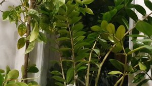 А вокруг тишина...тишина