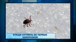 Клещи активны до первых заморозков.mp3