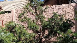 Преображение горной сосны и пихты