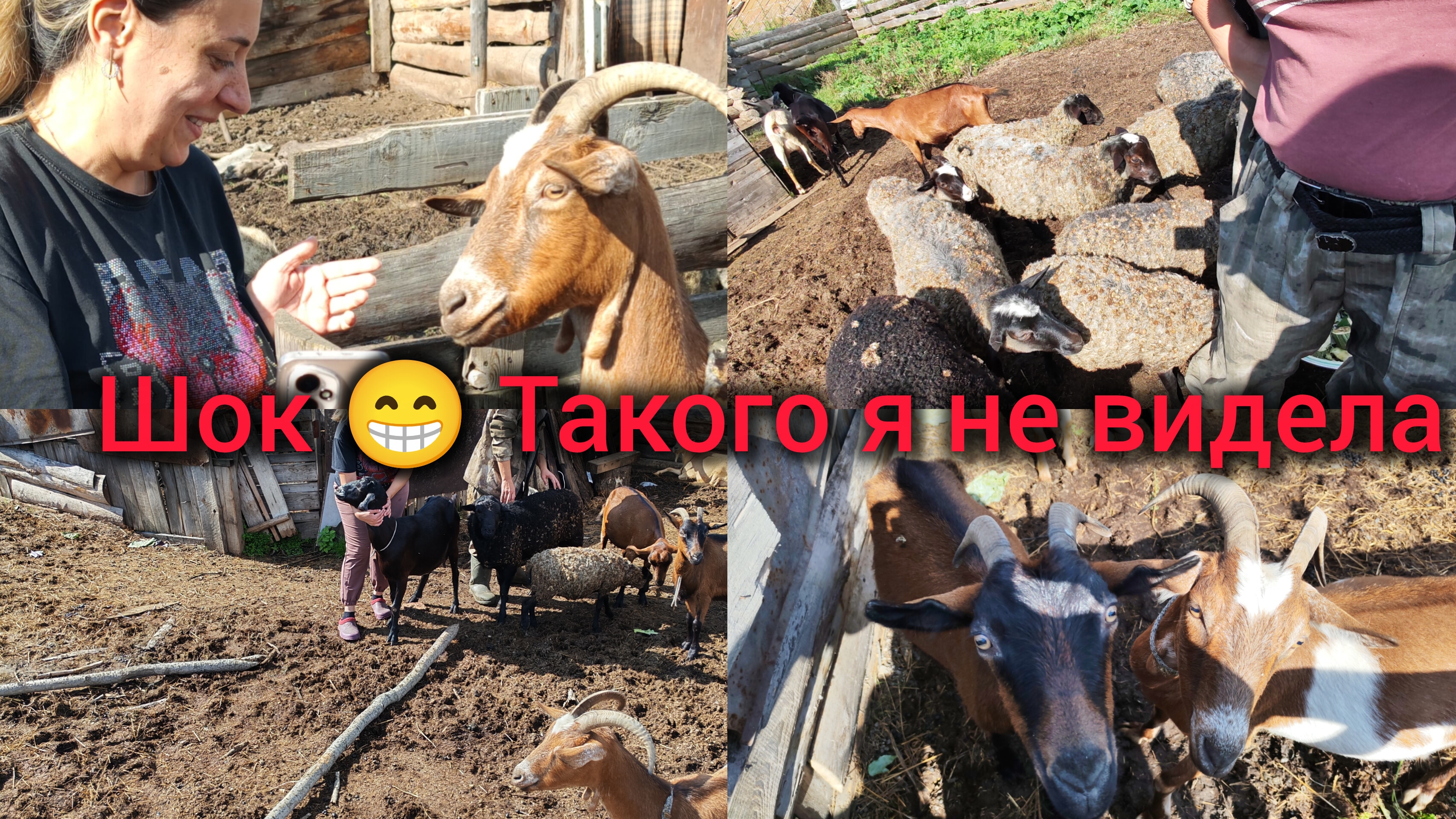 Дача старая. Приехали в необычное место. Много Баранов, Коз. Обзор урожая.