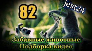 Забавные животные / Подборка видео №82