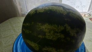 Символ лета и солнца- арбуз.