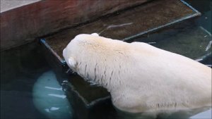 Кай запрятал шар под ступеньки и отдыхает после игры 11.09.2025