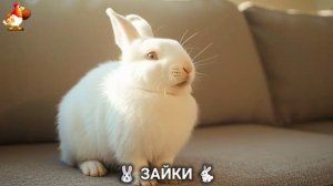 Зая и Зайчата 🐰🐇🐇 Веселые истории из жизни семейства зайчиков (56)