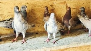 Мои Бакинские голуби и их здоровье/My Baku pigeons and their health.