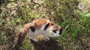 СОКОЛИНАЯ ГОРА. НОВОКУЗНЕЦК. ЗВУКИ ПРИРОДЫ.