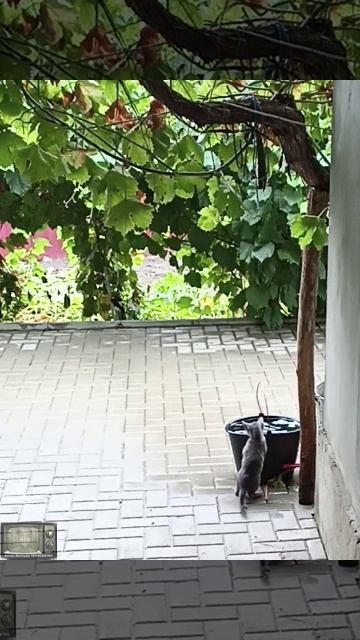 Водяной котенок