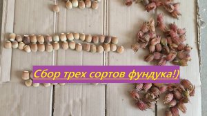 Сбор фундука - Ивантеевский красный, Смолин, Косфорд. Обзор ядра