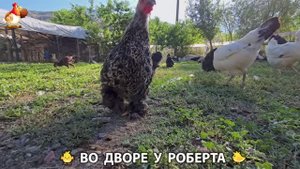 Содержание кур в домашних условиях и других птиц во дворе у Роберта 🐣🐤🦆🐔🪿🦃 (227)