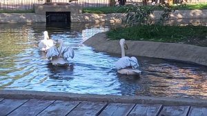 Пеликаны и фламинго. Птичий остров в Казанском зоопарке.