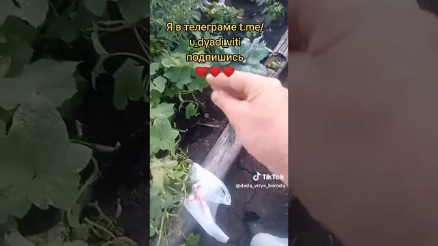 Обзор у дяди Вити на огороде. термоткань помогает. #сад #огород #дядявитя #термоткань