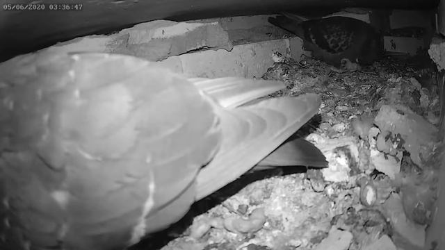 Голубь чистит вылупившегося птенца - The pigeon cleans the hatched chick смотреть онлайн